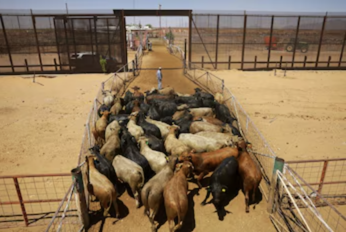 EU ABRE FRONTERA AL GANADO MEXICANO TRAS RESOLVER CONFLICTO POR BARRENADOR